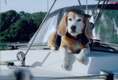dog gone sailing