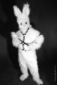 Rabbit Fetish