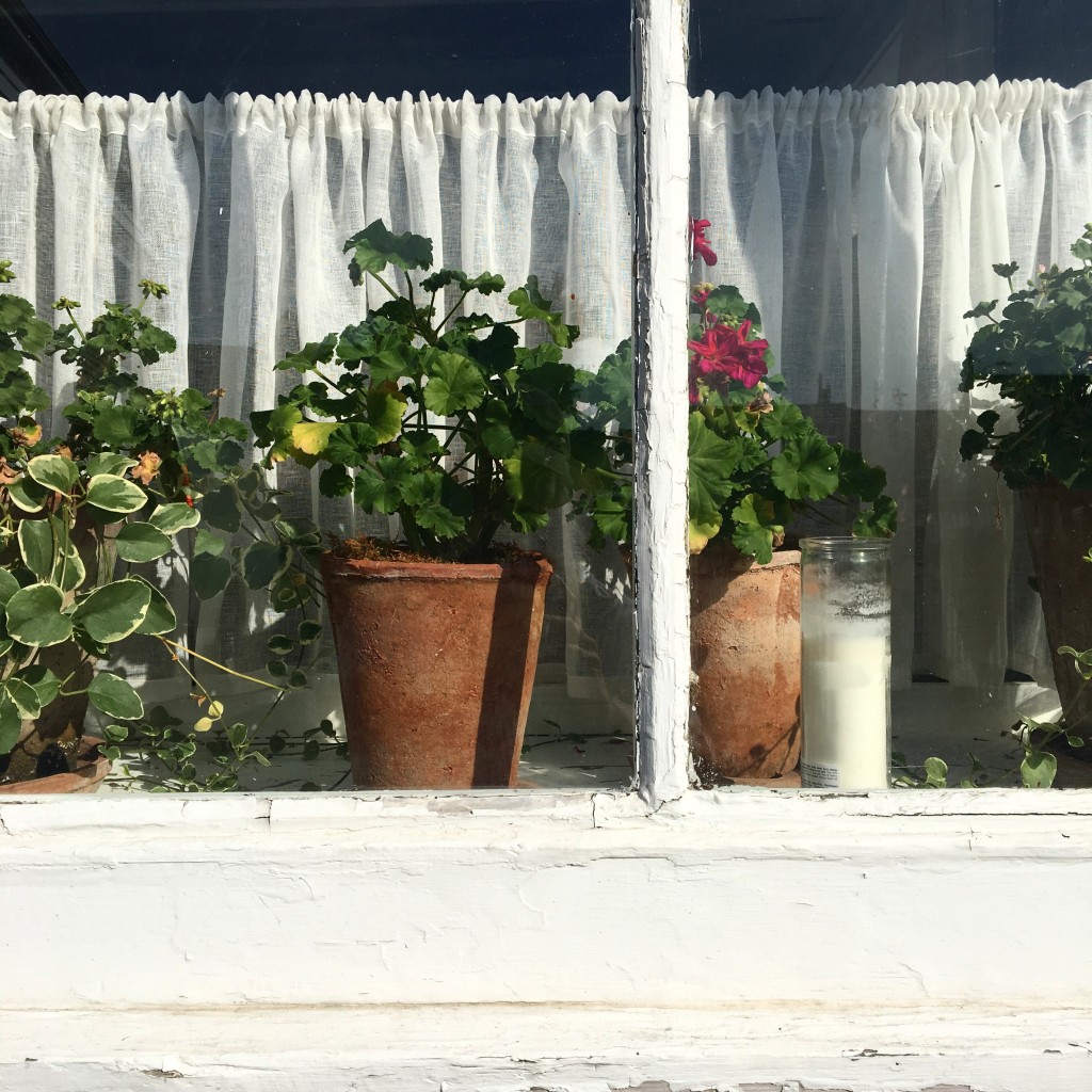 6. geraniums